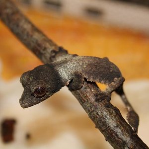 henkeli nosy be1.jpg