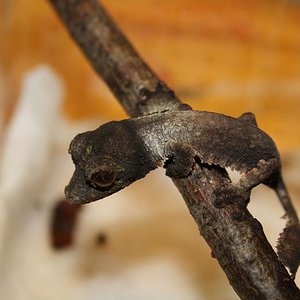 henkeli nosy be2.jpg