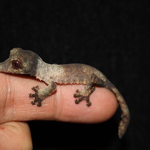 henkeli born dec 10 006reduc.JPG