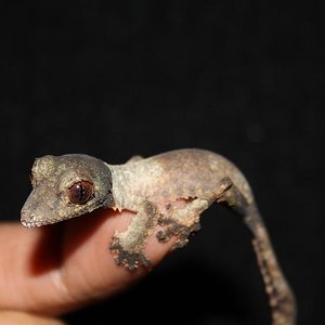 henkeli born dec 10 010reduc1.JPG