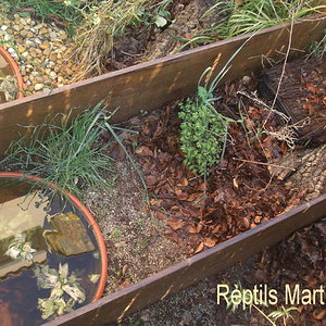 inst kinosternids 2 foro.JPG