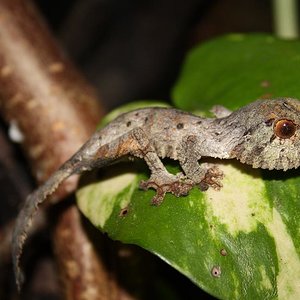 henkeli born january 11 male 12.jpg