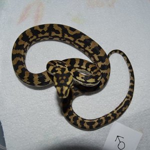 DSC_0009 [800x600].jpg