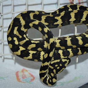 DSC_0008 [800x600].jpg