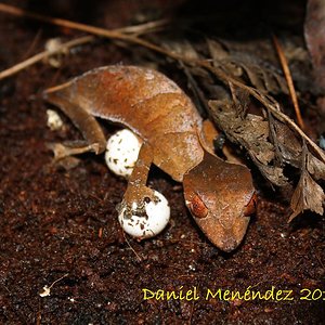 ebenaiu eggs 002red.JPG