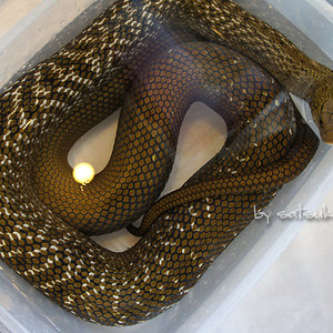 Elaphe carinata yonaguniensis.jpg