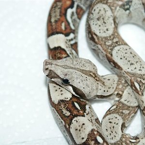 DSC03617 (Medium).JPG