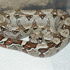 DSC03616 (Medium).JPG