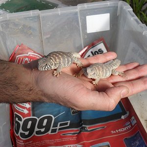 SDC10218 - copia (800x600).jpg