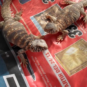 SDC10212 (800x600).jpg