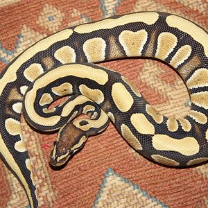 DSC00584 (Small).JPG