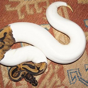 DSC00596 (Small).JPG