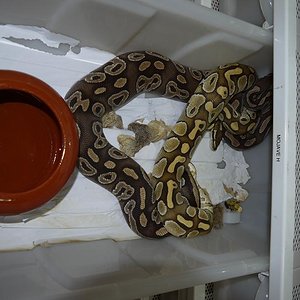 lesser x mojave H.JPG