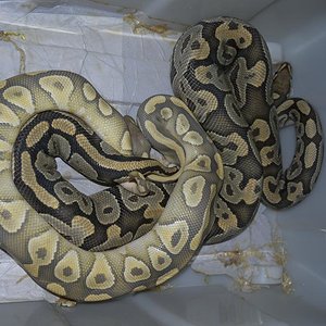 Hypo mojave x Ghost.JPG