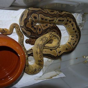 champagne x clown.JPG