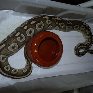 ovulación mojave H1.JPG