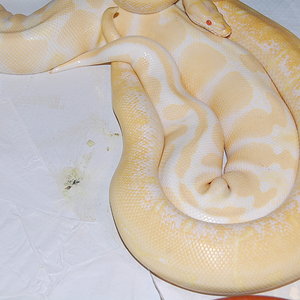 spider albino X albino .25.1.2011 (5).JPG