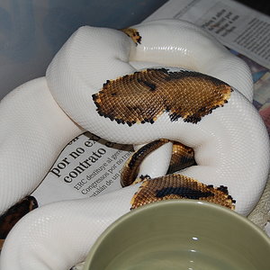 pied x pied 28-11-2010.JPG