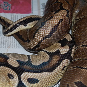 pinstripe x pastel het ghost (5).JPG