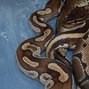 pin x mojo 25-11-2010 (3).JPG