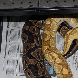 enchi butter x normal 8 (2).JPG