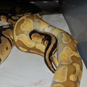 enchi butter X pastel (2).JPG