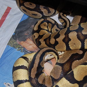 firefly x pastel.JPG