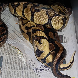 fire fly X norm 4 - 27-11-2010 (2).JPG