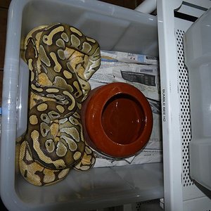 Lesser x Bumble bee H1.JPG