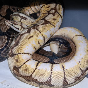 bumble bee X normal 3 21.12.2010.JPG