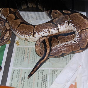 spider x NC 2 . 9.12.2010.JPG