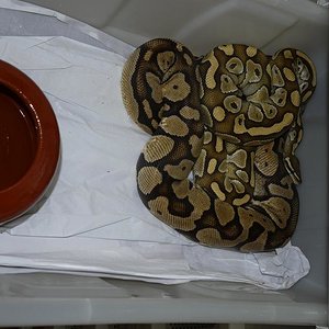 lesser x pastel H4.JPG