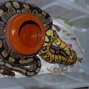 Pastel Sp. x Normal.JPG