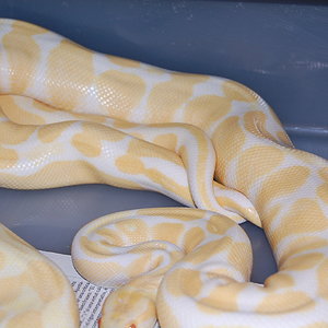 albino x albino1 - 30-11.2010 (3).JPG