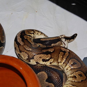 pewer X normal 7 . 21.12.2010.JPG