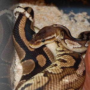 Pewter X normal 5 , 11-12-2010.JPG