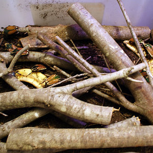 Mecynorhina torquata ugadensis en el primer recinto.jpg