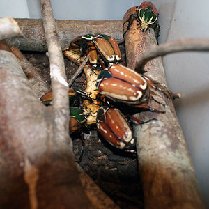 Mecynorhina torquata ugadensis, tres colores marron verde azul  oscuro.jpg