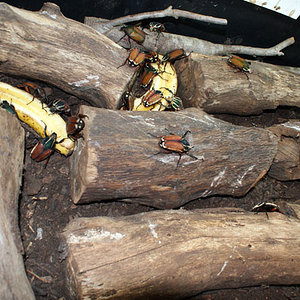 Mecynorhina torquata ugadensis en el nuevo recinto (más grande). Aquí se ve una purpura.jpg