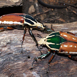 Mecynorhina torquata ugadensis, dos colores.jpg