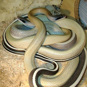 taeniura pareja (Large).jpg