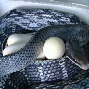 Taeniura Blue Beauty.JPG