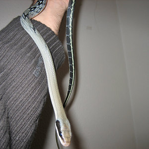 taeniurafebrero 009 copia.jpg