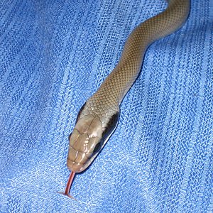 taeniurafebrero 006 copia.jpg