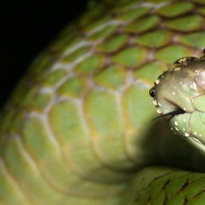 gonyo gualpeiper.jpg