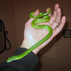 gony 002 [800x600].JPG