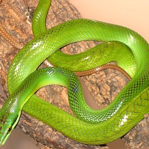 gony junio 001 [1024x768].JPG