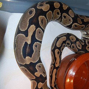 Ovulacion Normal 9 (4-3-2011).JPG