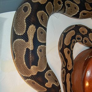 ovulacion Normal 9 (4-3-2011) (2).JPG