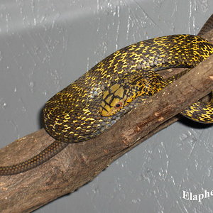 elaphe_carinata_subadult.jpg